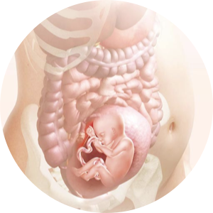 Schwangerschaftskalender Schwangerschaftswochen Gluckskind
